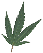 pot leaf